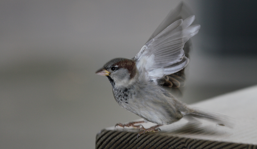 le petit moineau   :-)