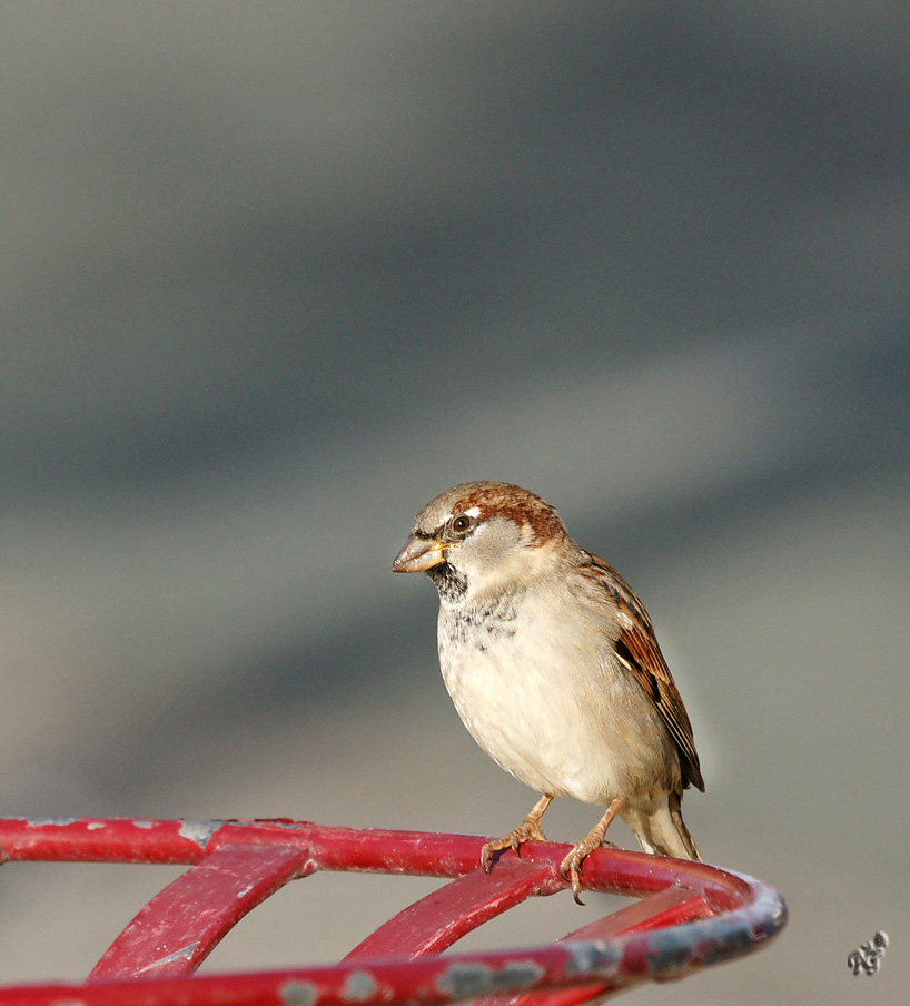 le petit moineau