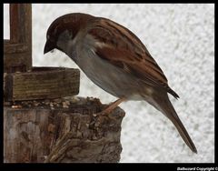 " Le petit moineau "