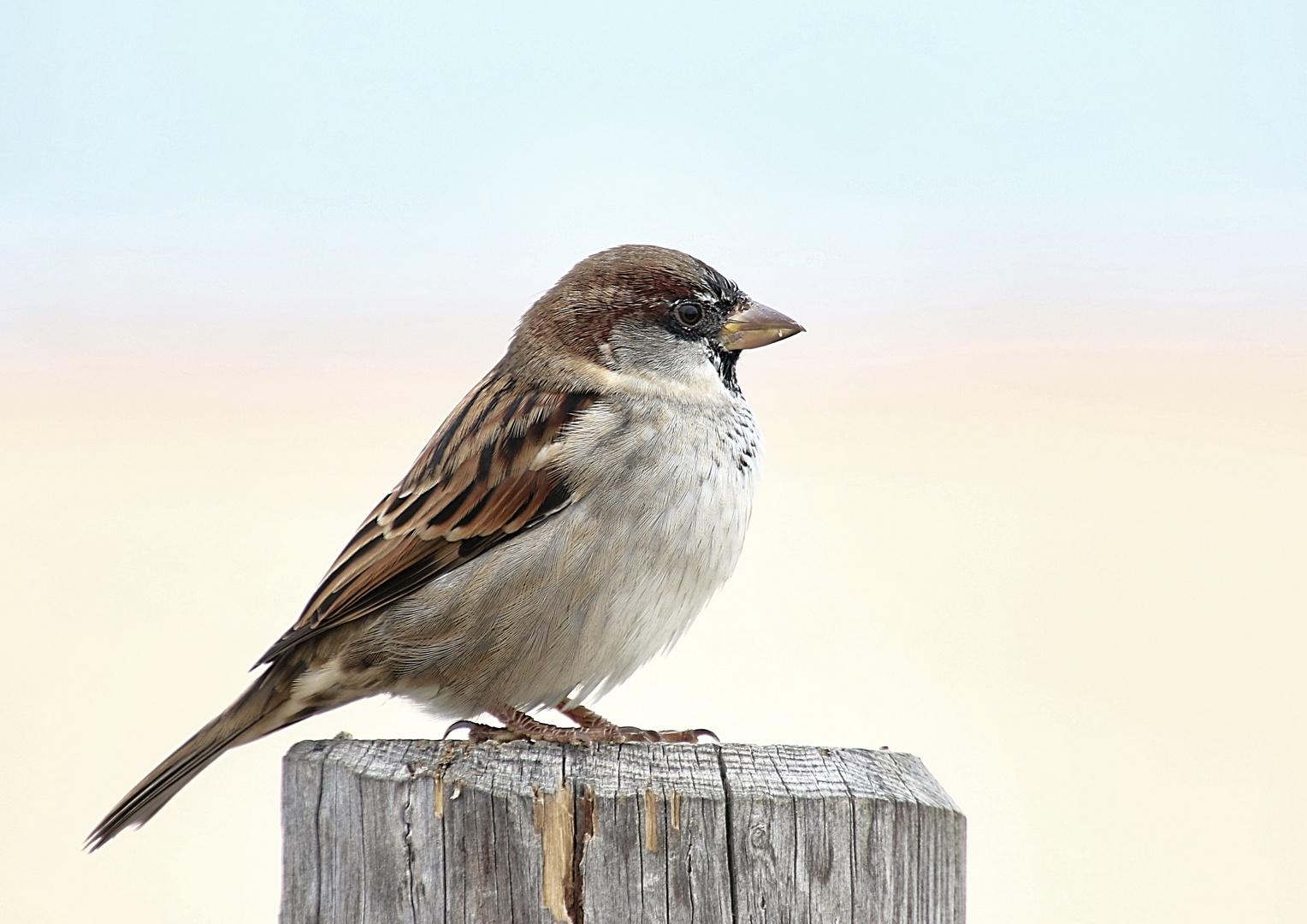 le petit moineau !