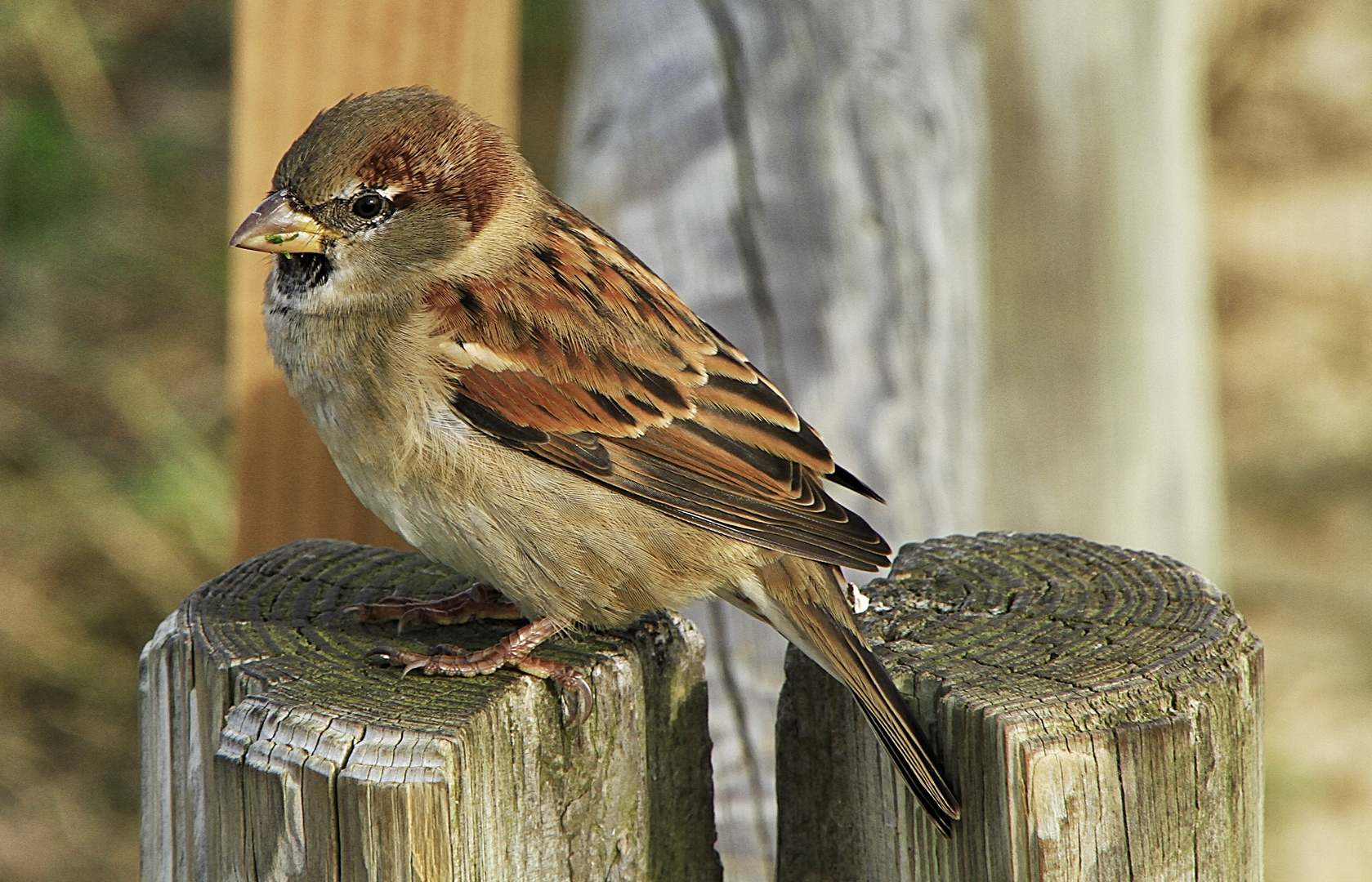 le petit moineau !