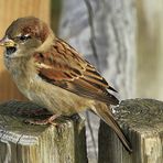 le petit moineau !