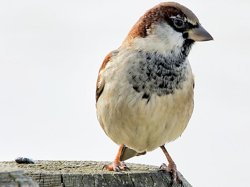 le petit moineau !