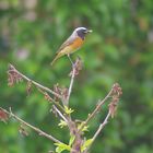 Le petit monde de mon jardin ...