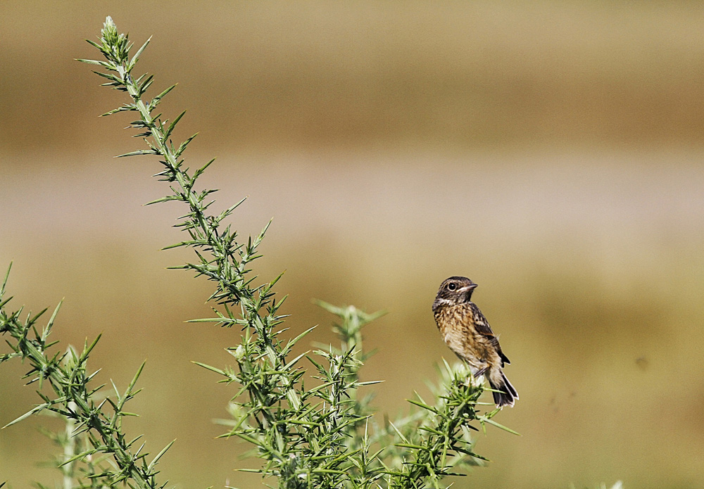 le petit oiseau !