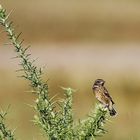 le petit oiseau !