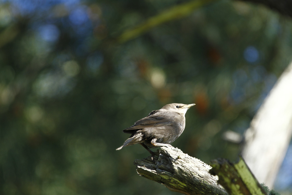 le petit oiseau !