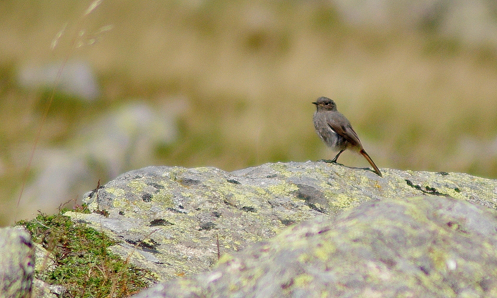 Le petit oiseau ...