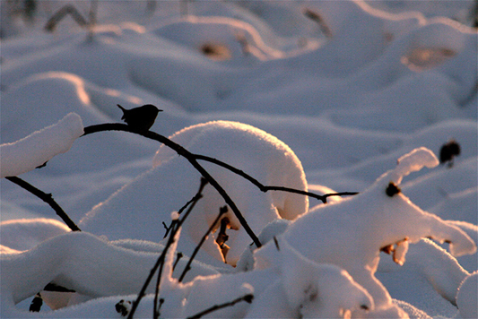 le petit oiseau est sorti