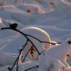 le petit oiseau est sorti