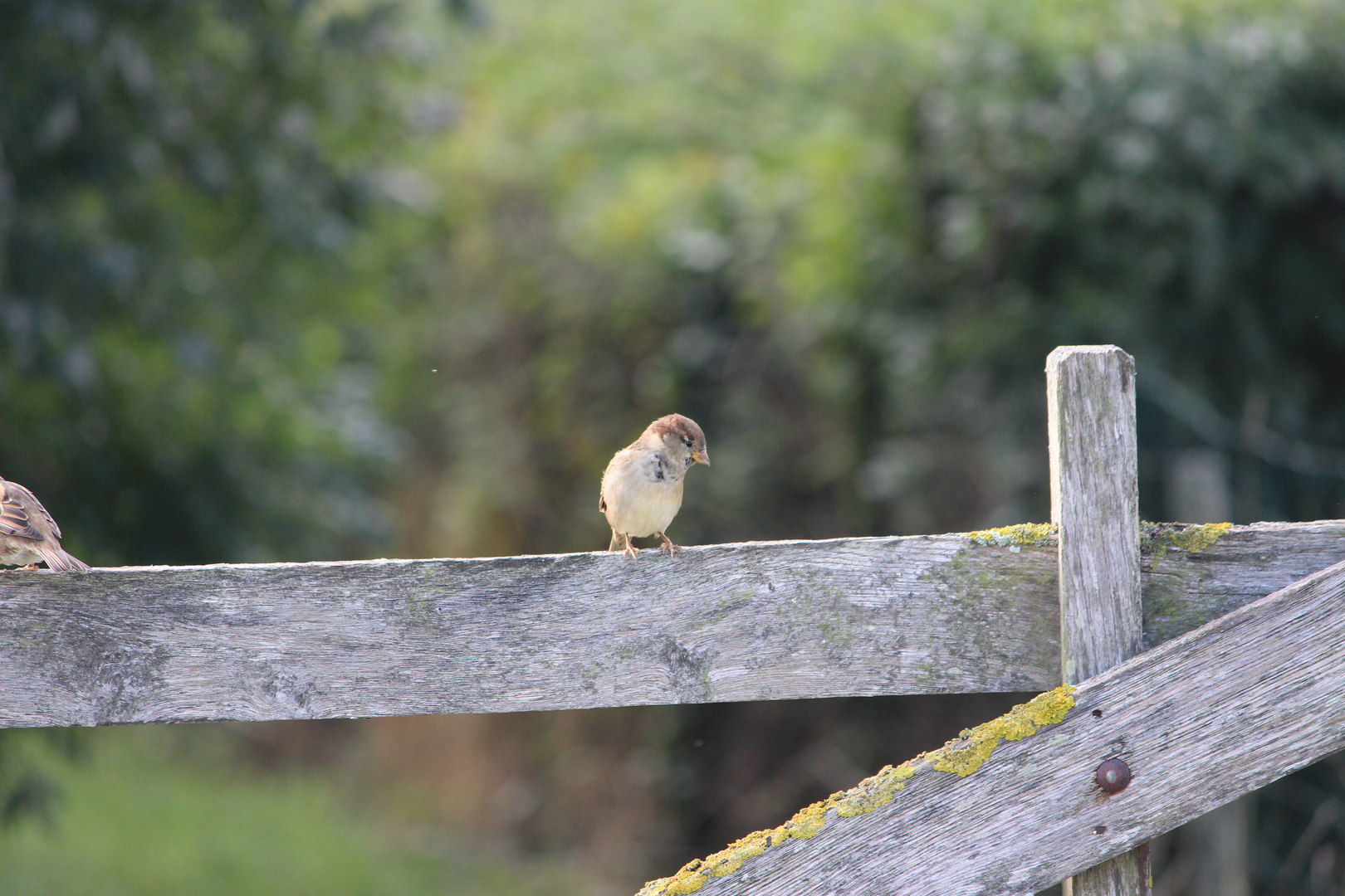 Le petit oiseau est sorti