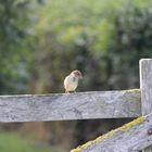 Le petit oiseau est sorti