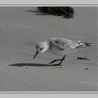 " Le petit oiseau mécanique de nos plages "