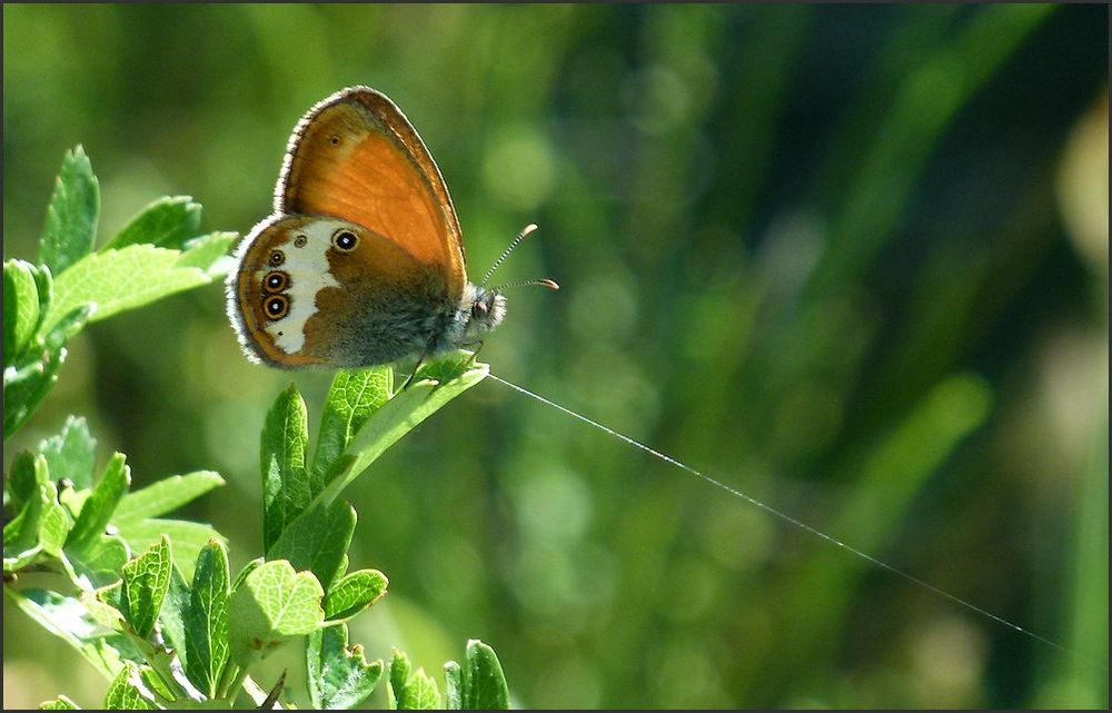 "le petit papillon"