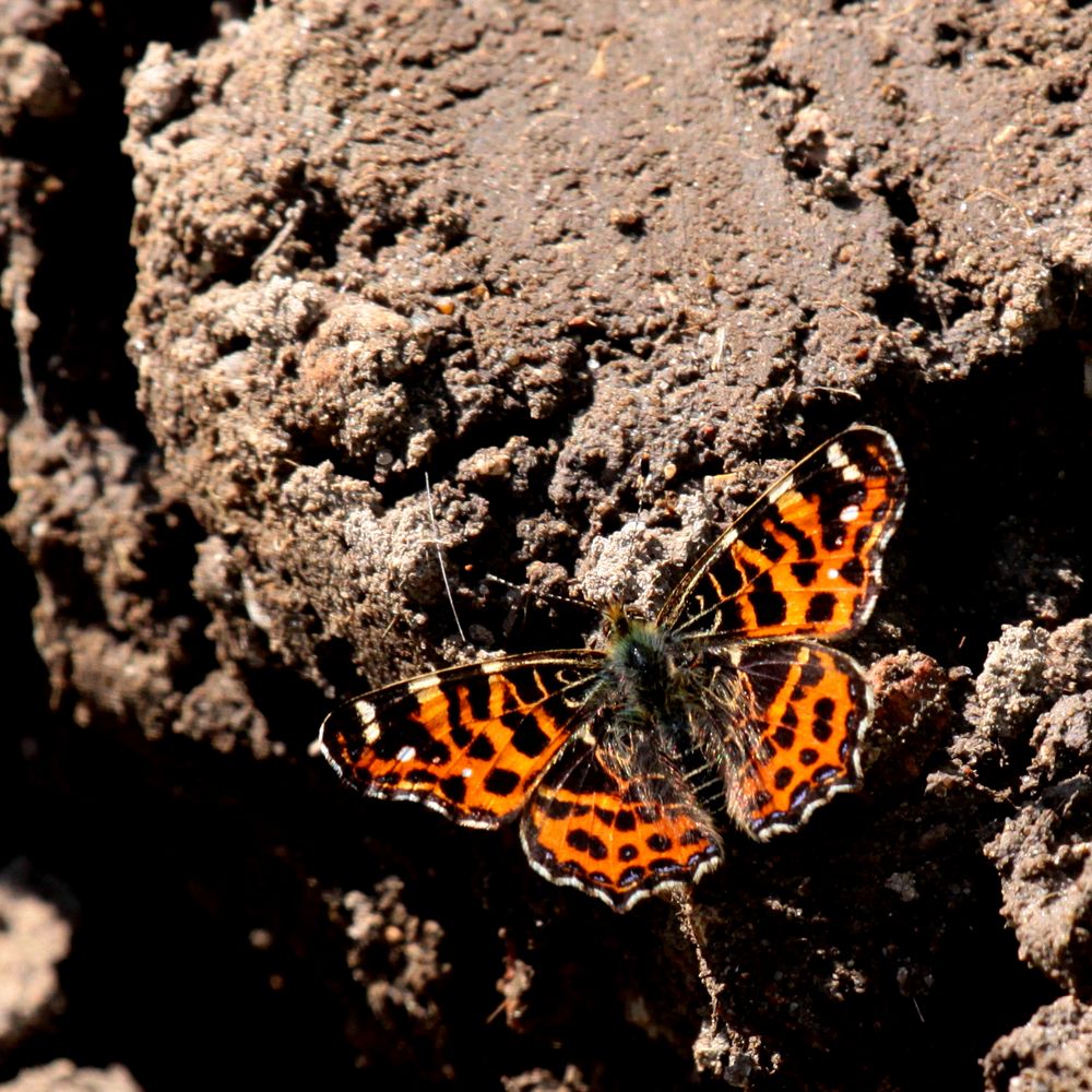 le petit papillon