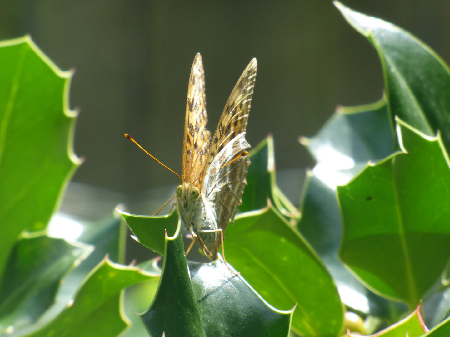 Le petit papillon