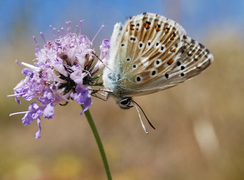 Le petit papillon du Coly