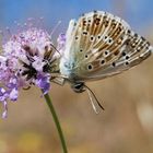 Le petit papillon du Coly