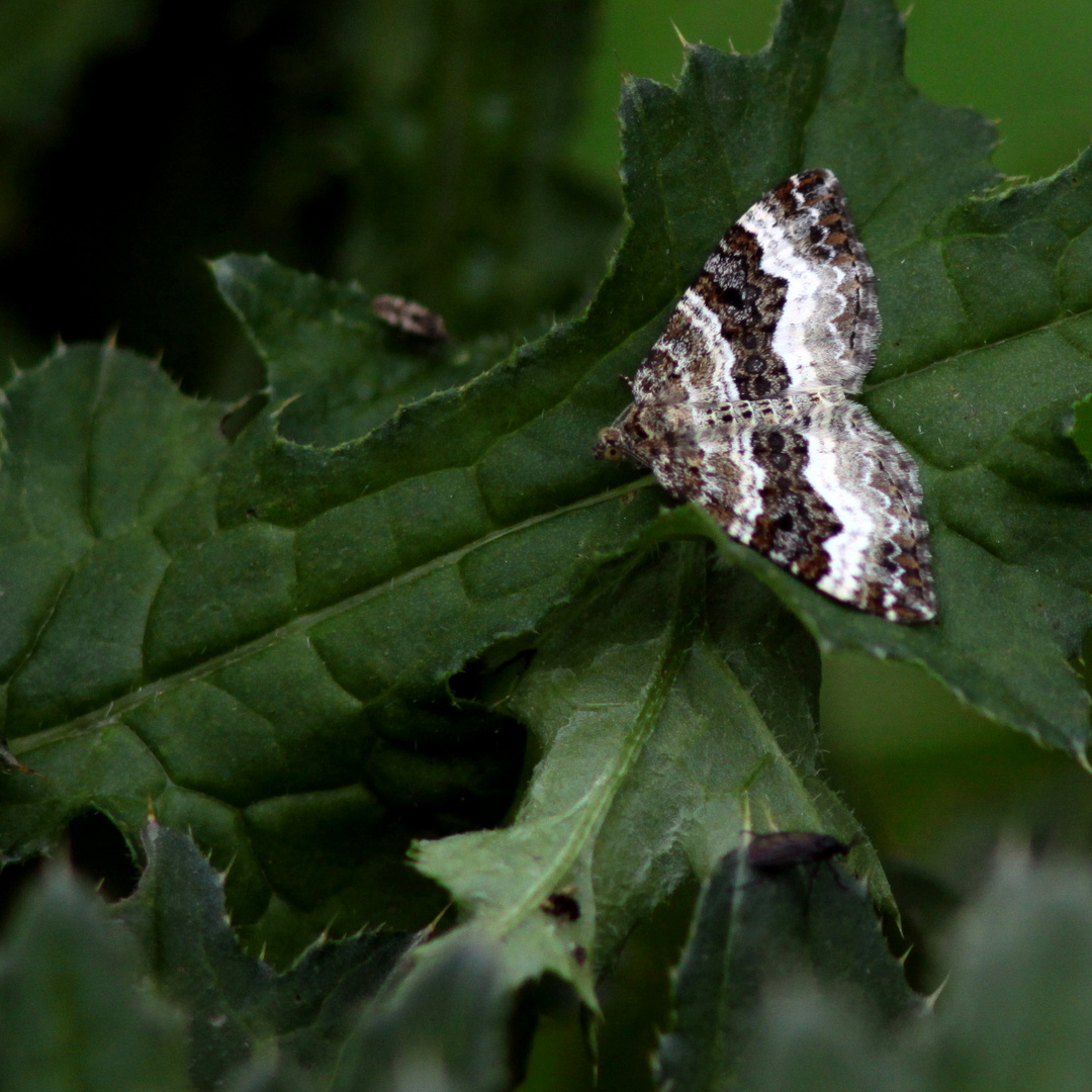 le petit papillon