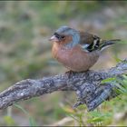 Le petit pinson des arbres