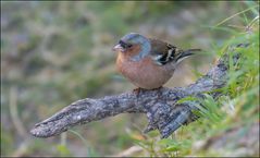 Le petit pinson des arbres