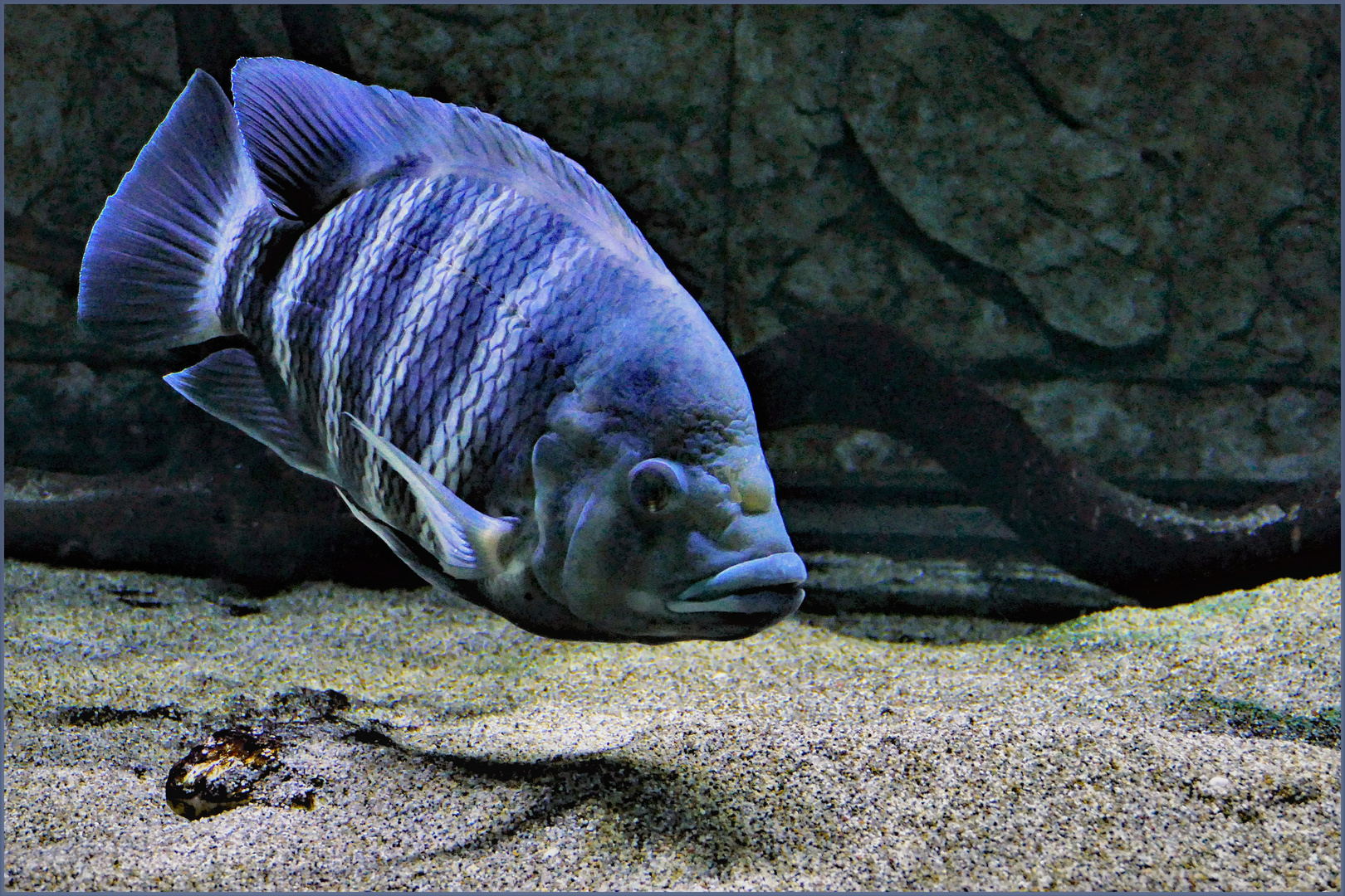 le petit  poisson .....bleu rayé !