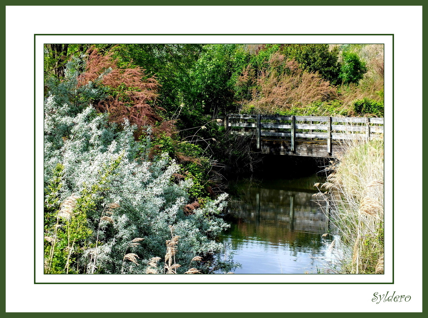 Le petit pont de bois