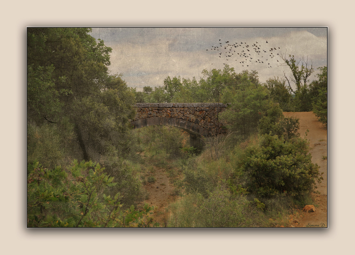 Le petit pont et les pigeons.