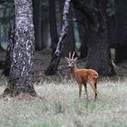 " Le petit Prince de la forêt "