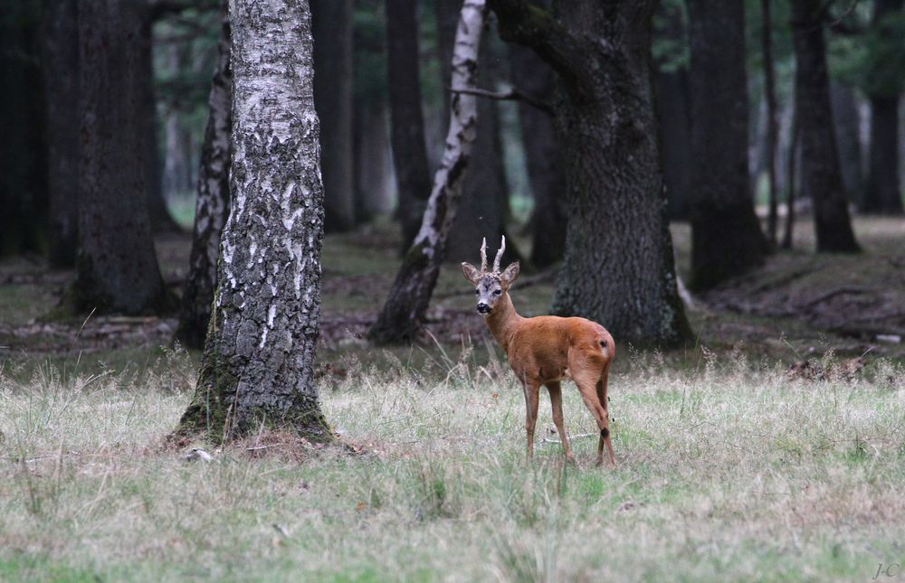 " Le petit Prince de la forêt "