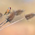 Le petit prince des chardons