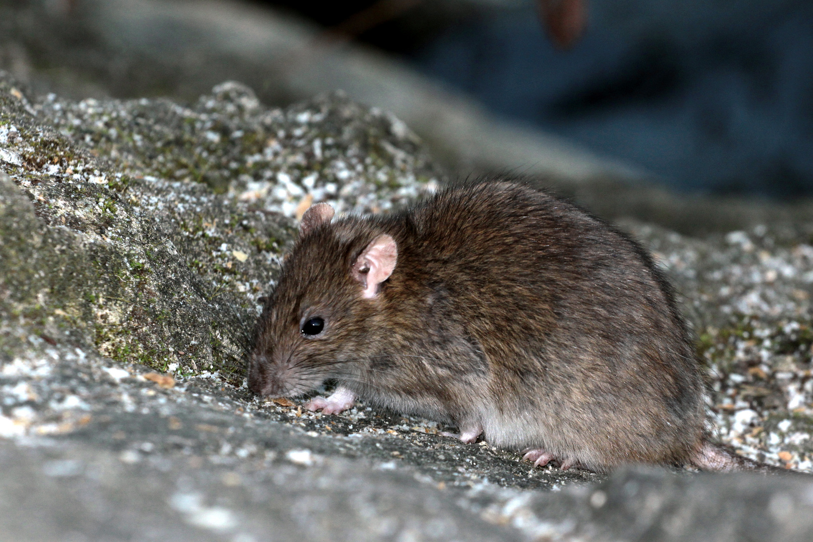 le petit rat qui mange