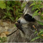 le petit raton laveur