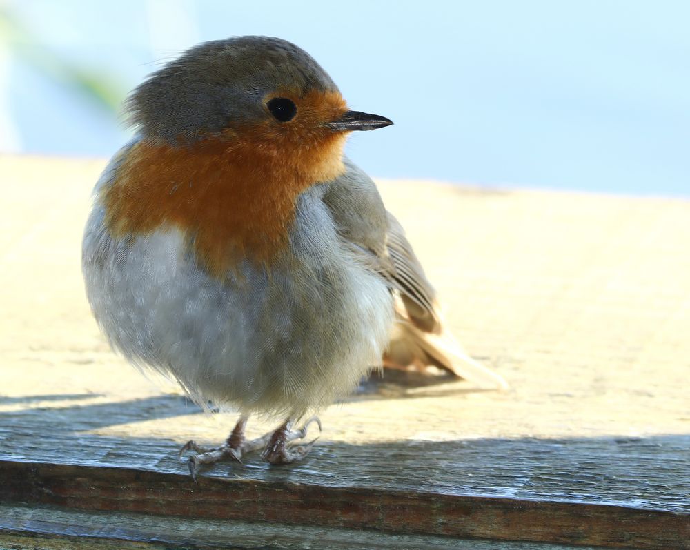 le petit rouge-gorge!