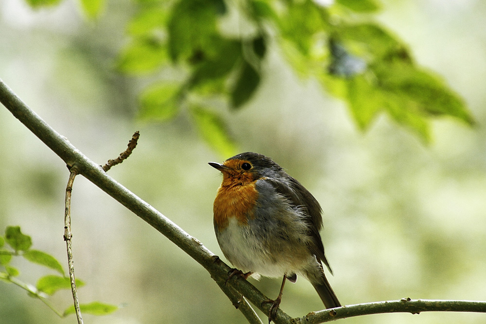 le petit rouge-gorge !