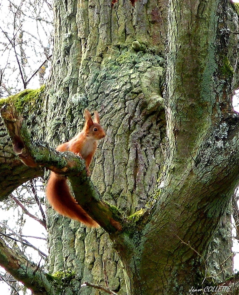 Le petit " rouquin".