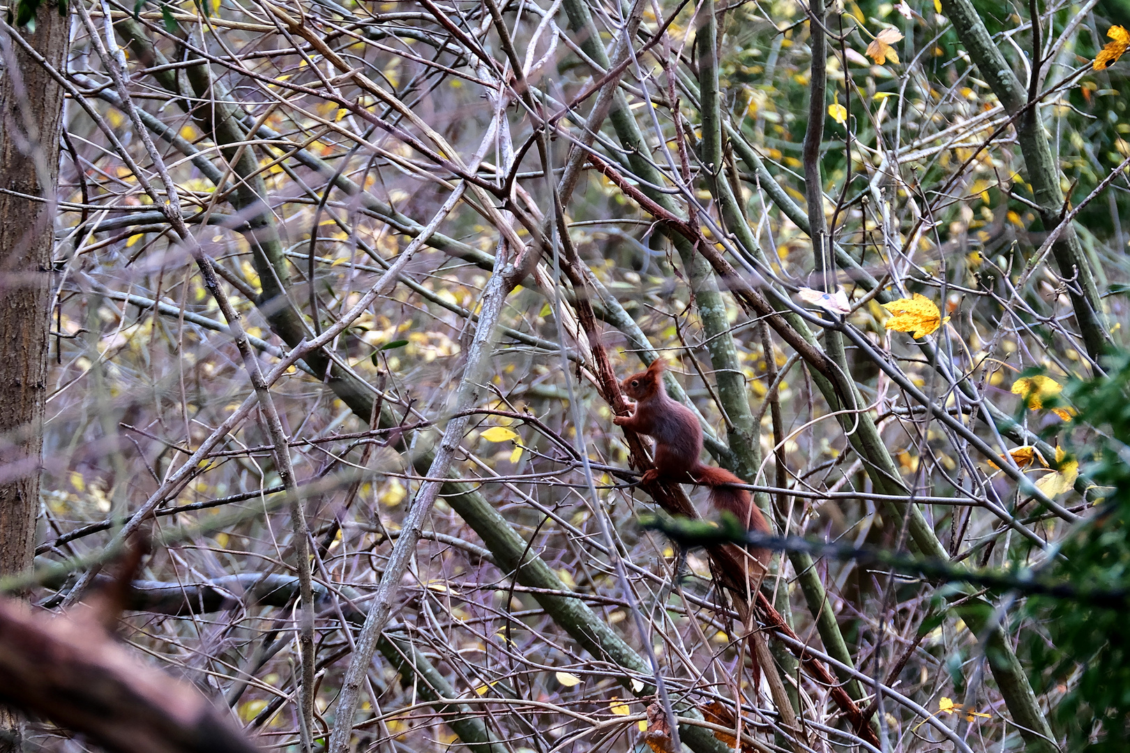 le petit roux dans son élément