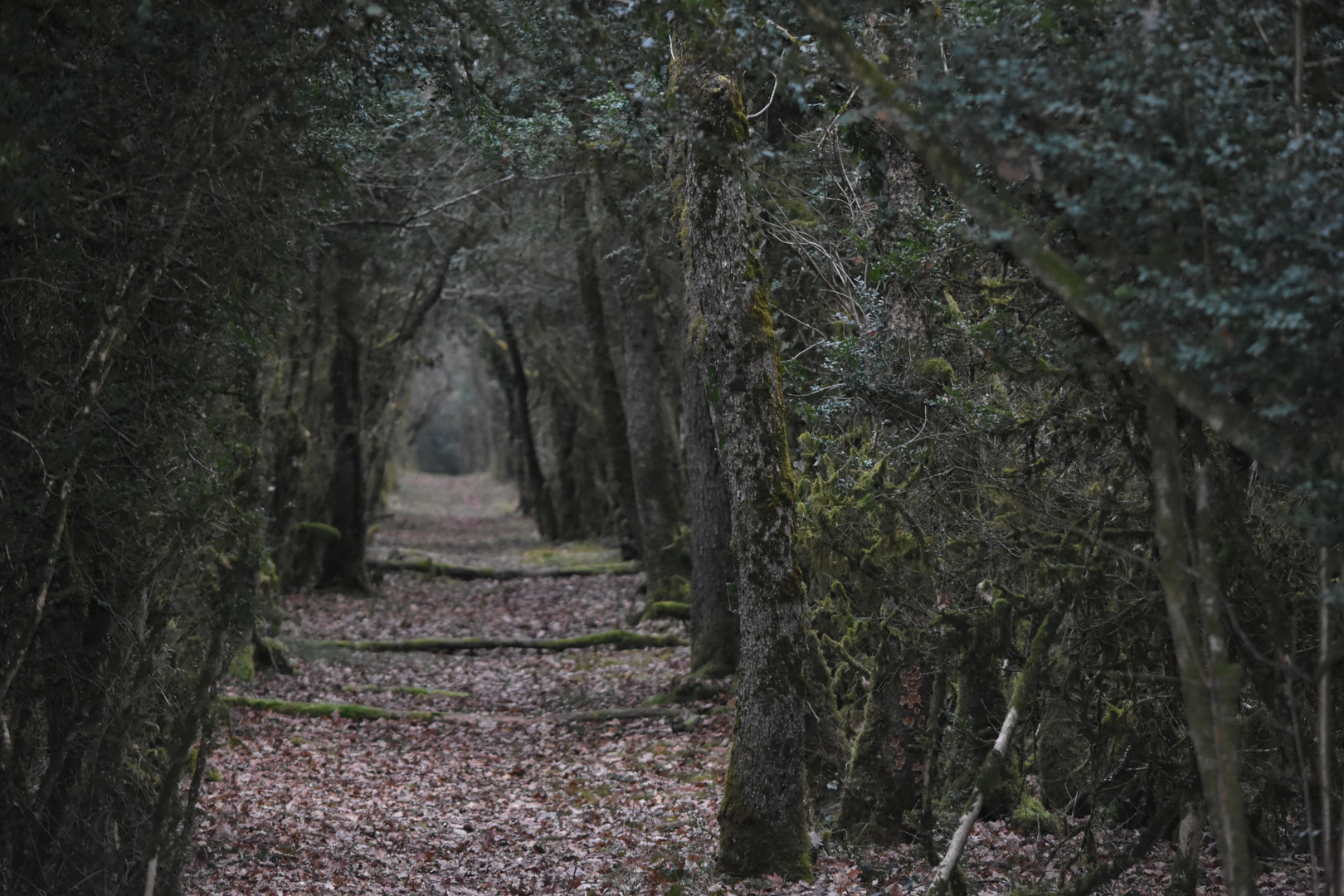 Le Petit Sentier