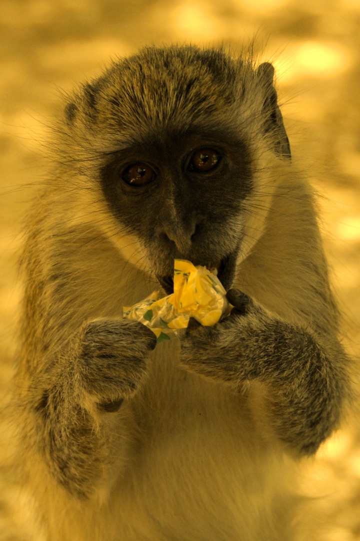 Le petit singe qui mange un bonbon