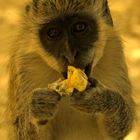 Le petit singe qui mange un bonbon