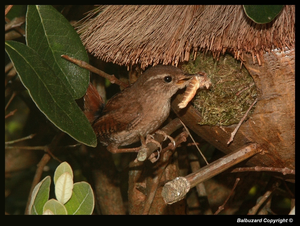 " Le petit Troglodyte de mon jardin "