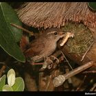 " Le petit Troglodyte de mon jardin "