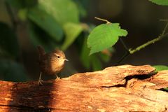 le petit troglodyte mignon