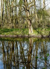 le petite Camargue Alsacienne (3)