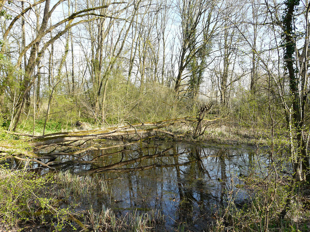 le petite Camargue Alsacienne (4)