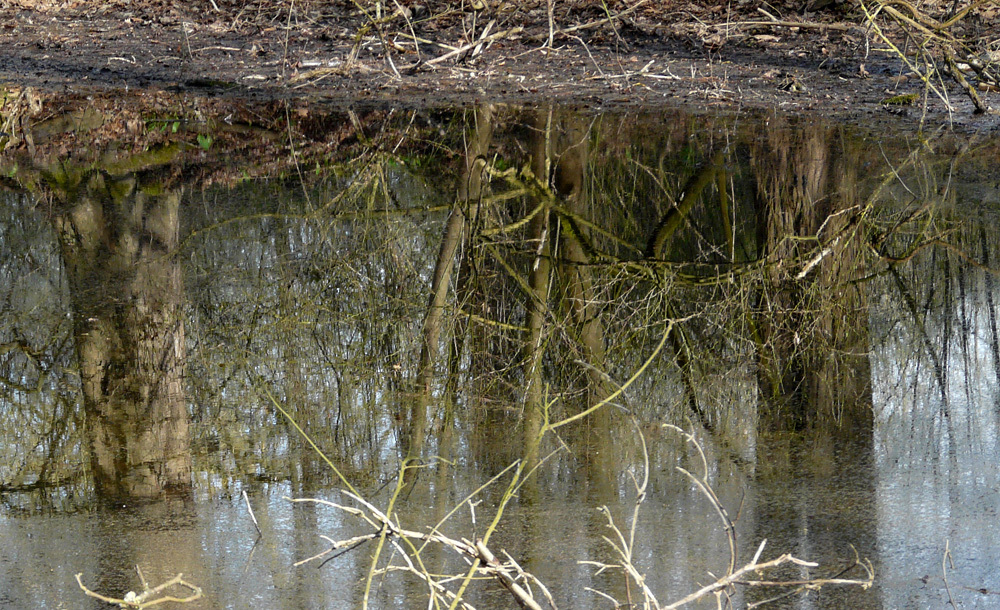 le petite Camargue Alsacienne (5)