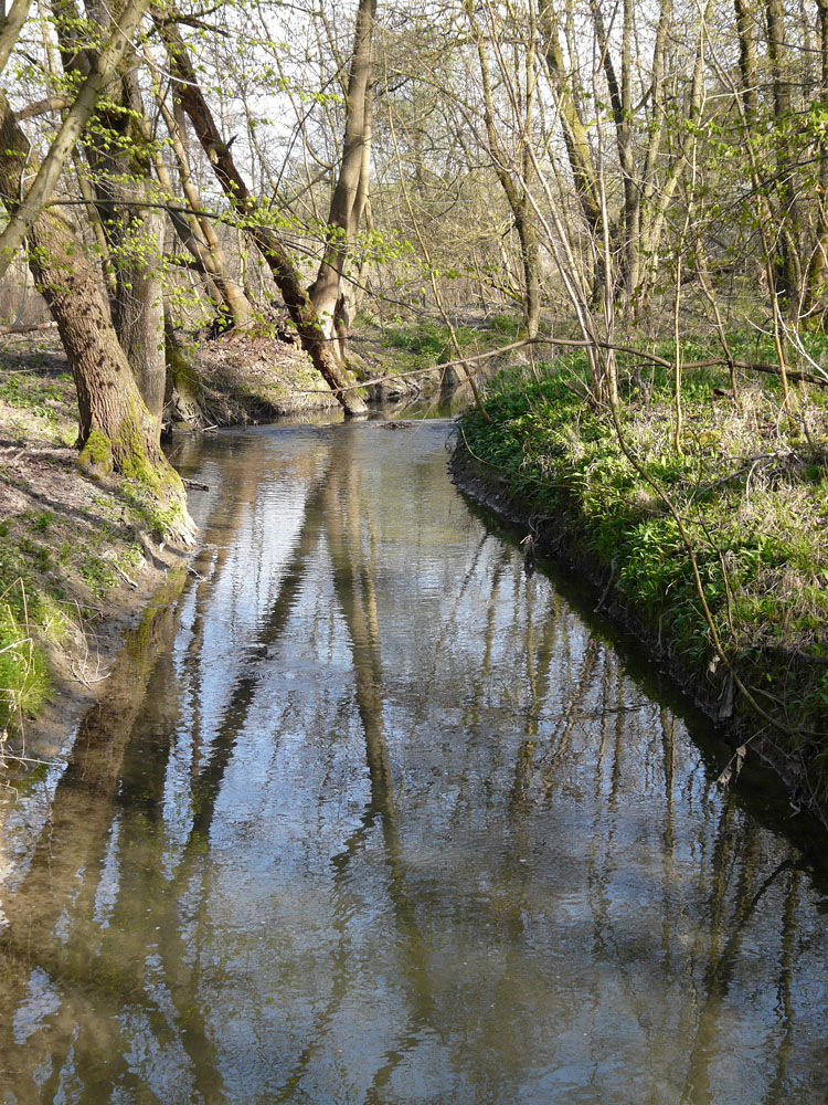 le petite Camargue Alsacienne (6)