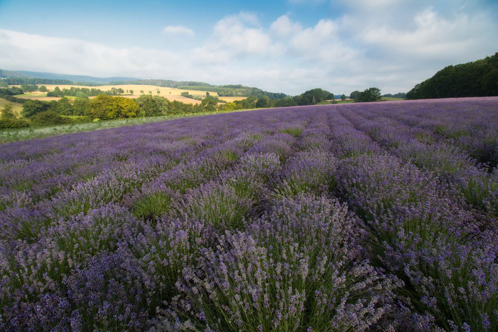 Le petite Provence