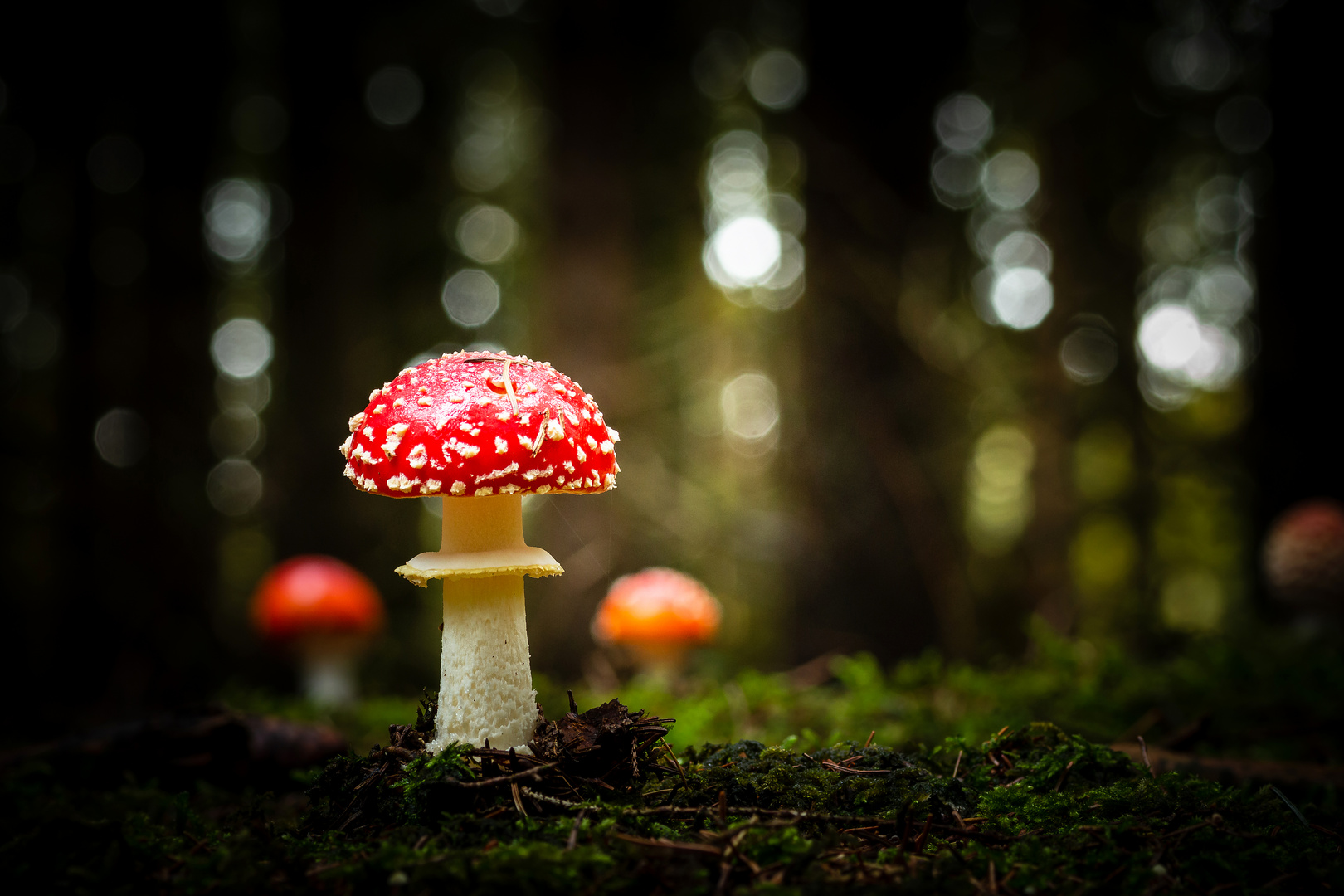 Le Phare - Amanita muscaria