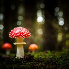 Le Phare - Amanita muscaria